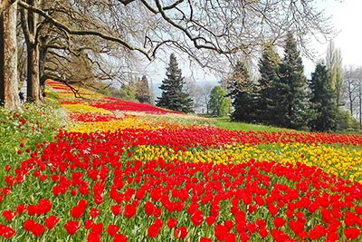 Tulpenblüte auf der Blumeninsel Mainau